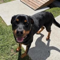 Photo of Susie 