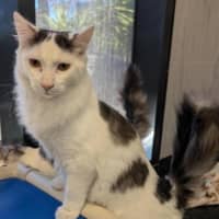 Photo of Nimbus (Snuggles) 