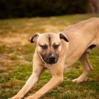 Photo of Banjo 