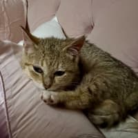 Photo of Kora
