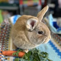 Photo of Aioli (Bonded To Hollandaise)