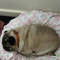 Photo of Pugsley