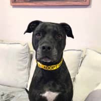 Photo of Ace