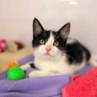 Photo of Oreo
