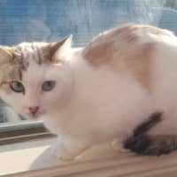 Photo of Misty