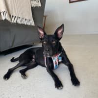 Photo of Sage