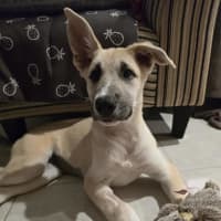 Photo of Nova