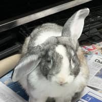 Photo of Thunderdome