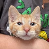 Photo of Apricot