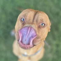 Photo of Barney