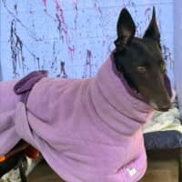Photo of Marcia The Greyhound