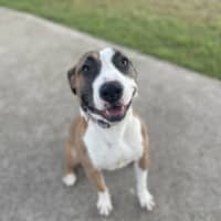 Photo of Maple 
