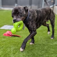 Photo of Tonka
