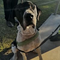 Photo of Clyde