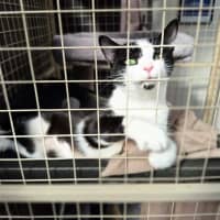 Photo of Elin ** 2nd Chance Cat Rescue *