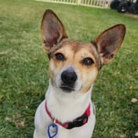 Photo of Tj   4 Year Old Jack Russell