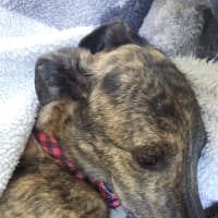 Photo of Rocky (With Roxy)