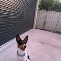 Photo of Sooky   1 Year Old Mini Foxie X