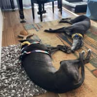Photo of Yahna The Greyhound