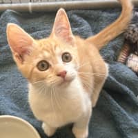 Photo of Mochi