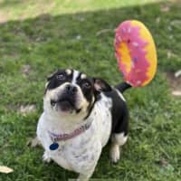 Photo of Rollie