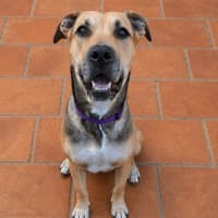 Photo of Mali *$250 Adoption Fee*