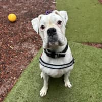 Photo of Bandit