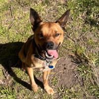 Photo of Scooter