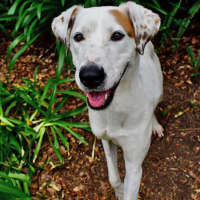 Photo of Marshmallow