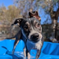 Photo of Sirena