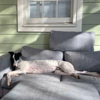 Photo of  Brian The Greyhound 