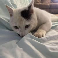 Photo of Harvey Kitler