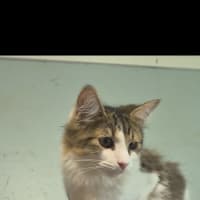 Photo of Watson 
