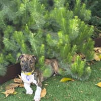 Photo of Brooke   14 Week Old Ridgeback X 