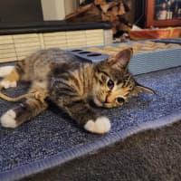 Photo of Dorito