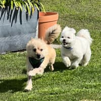 Photo of Henry   5 Year Old Pomeranian X Maltese