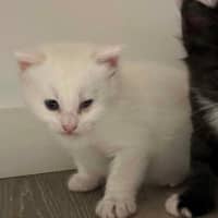 Photo of Muffin