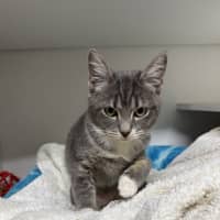 Photo of Nox