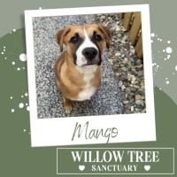 Photo of Mango