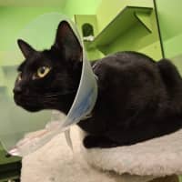 Photo of Midnight