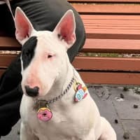 Photo of Pearl