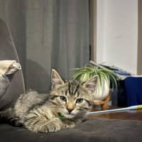 Photo of Basil