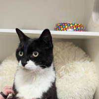 Photo of Postman Pat