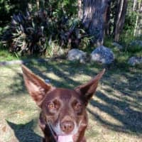 Photo of Locky