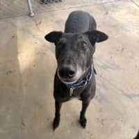 Photo of Theodore The Greyhound