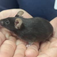 Photo of Miss Mousie