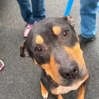 Photo of Schooner