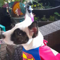 Photo of Nieve   4 Month Old Mixed Breed