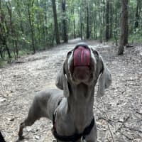 Photo of Willow