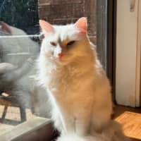 Photo of Azrael ( Azi )